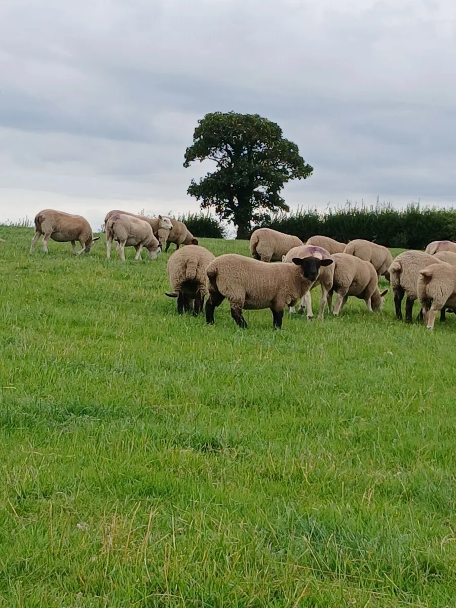 Sheep - Image 4