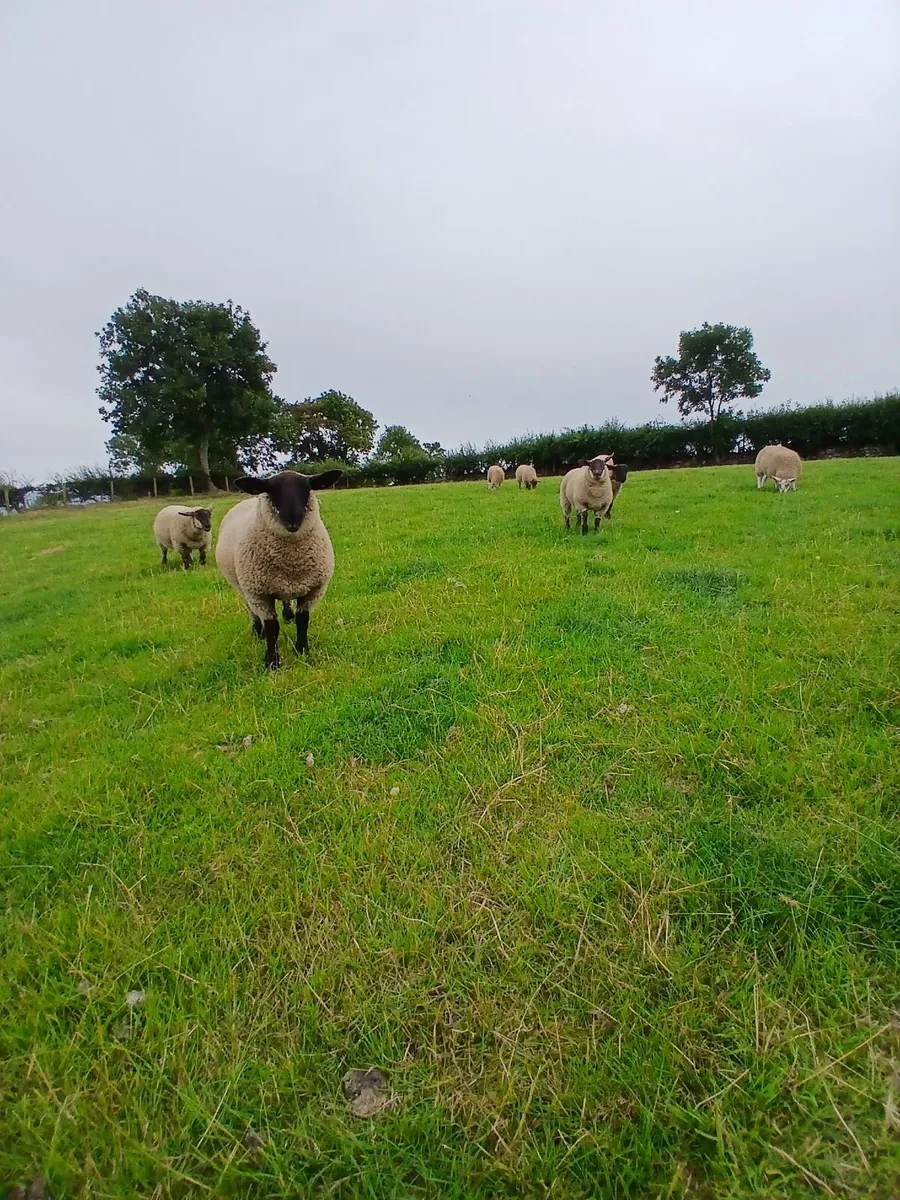 Sheep - Image 2