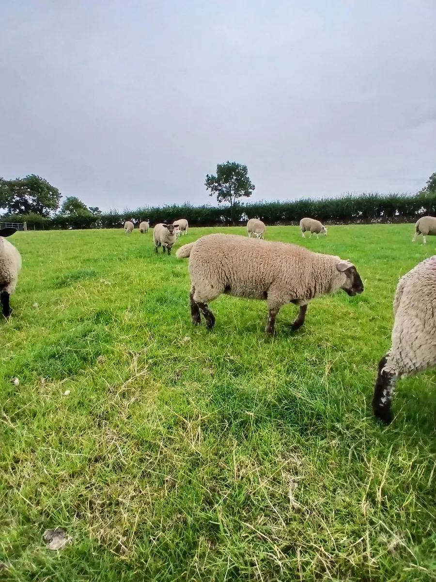 Sheep - Image 3