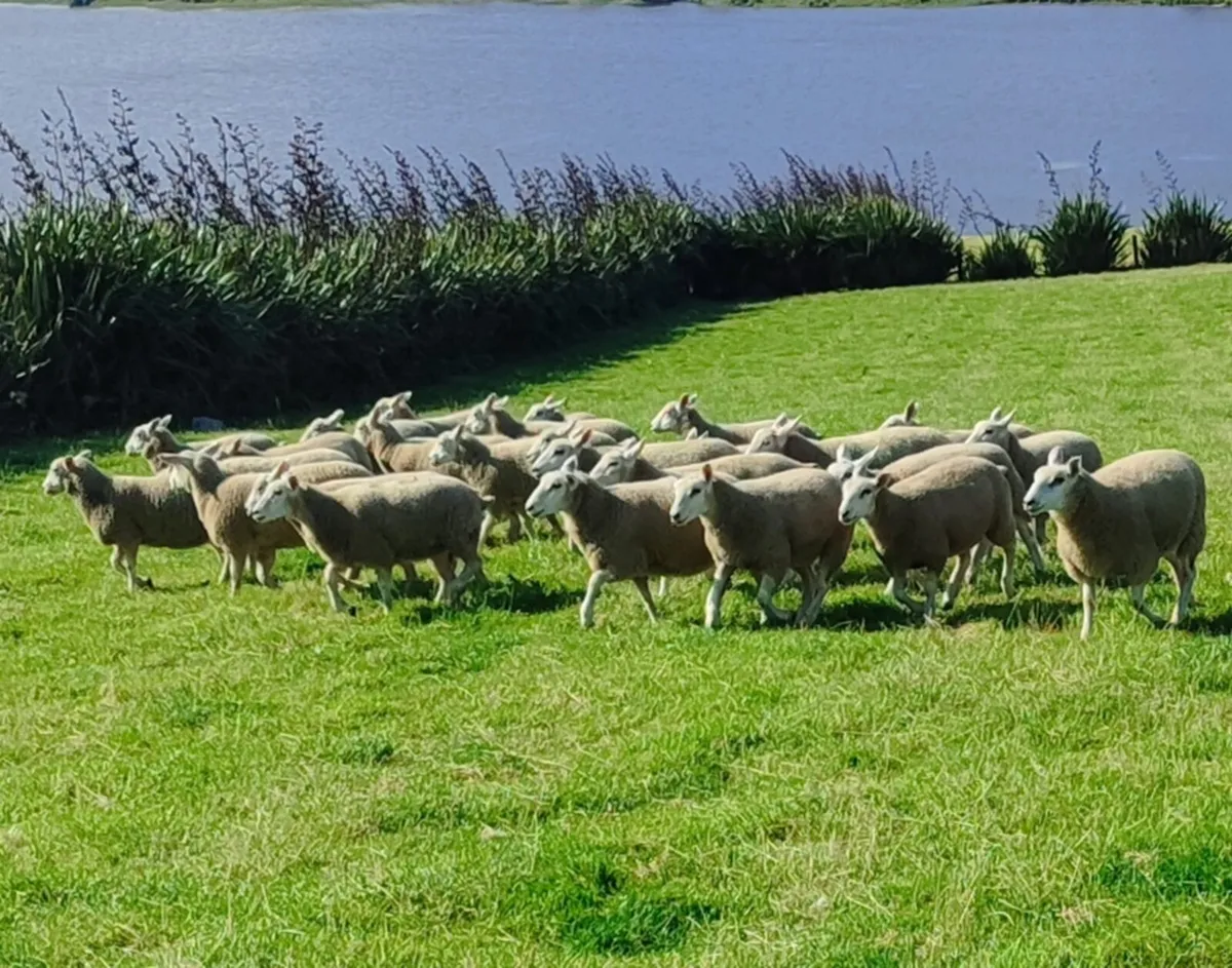 Pedigree Lleyn Ram's & Ewe Lamb's - Image 2