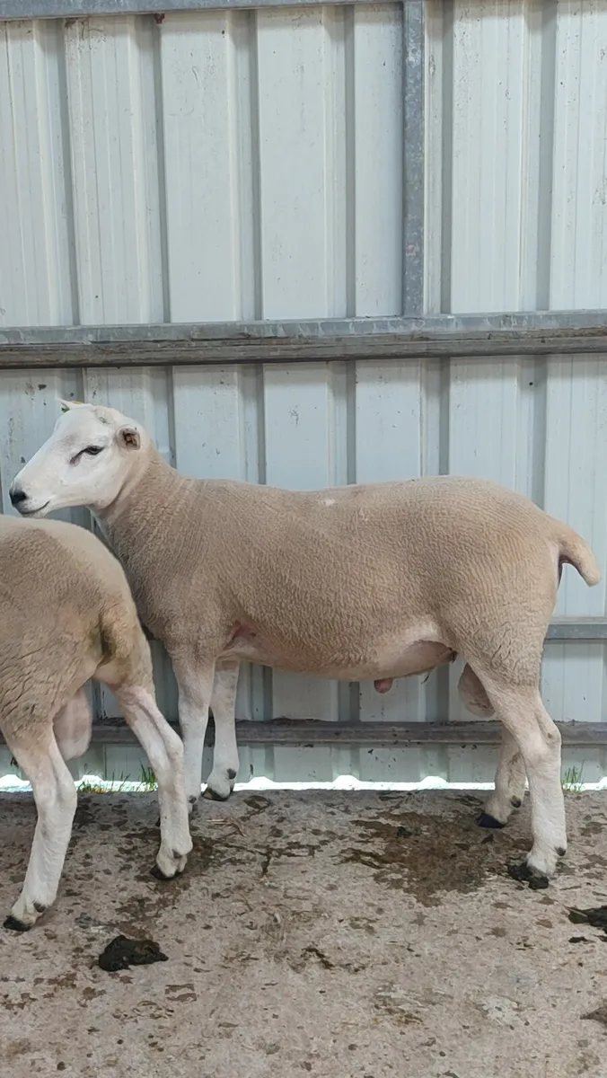 Pedigree Lleyn Ram's & Ewe Lamb's - Image 1