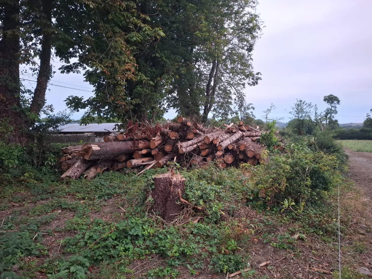 Timber spruce firewood - Image 3