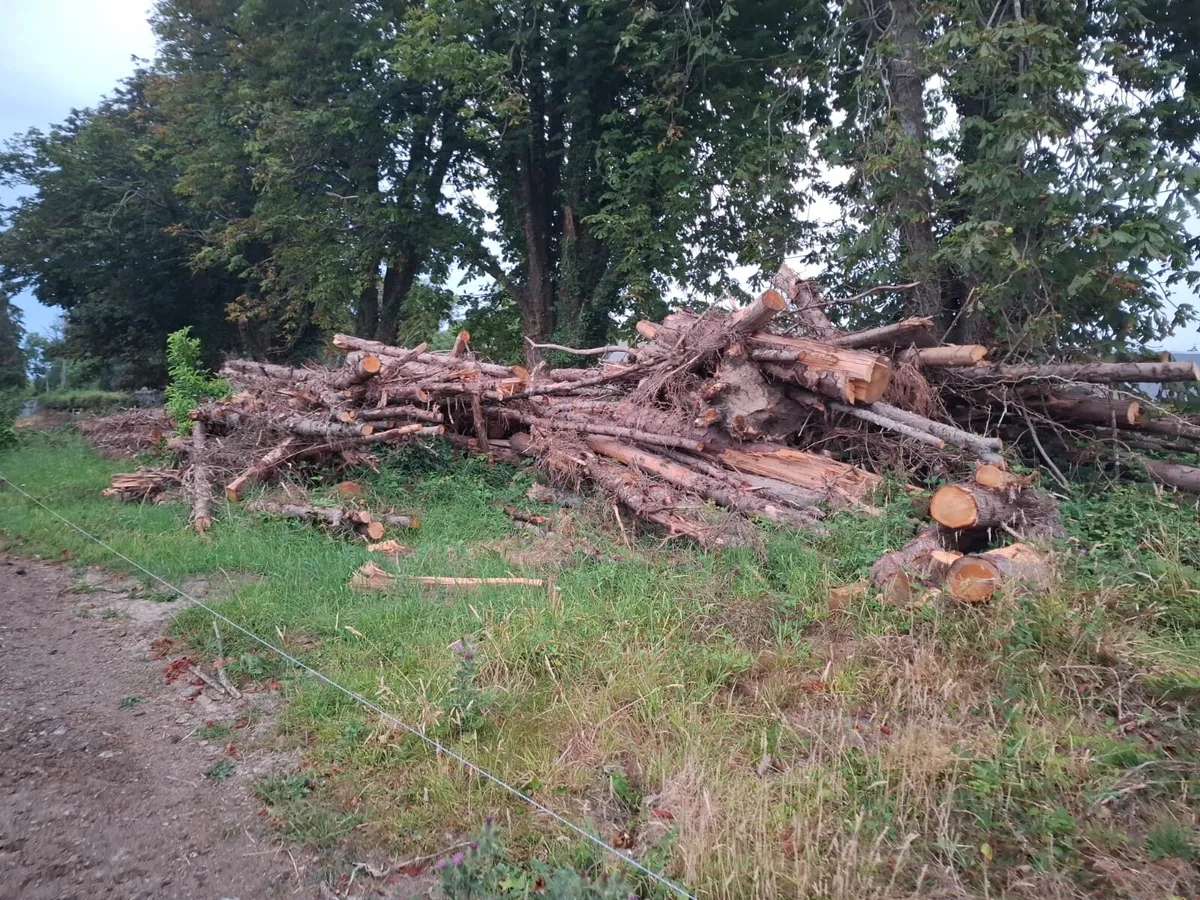 Timber spruce firewood - Image 4