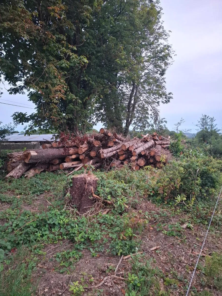 Timber spruce firewood - Image 1