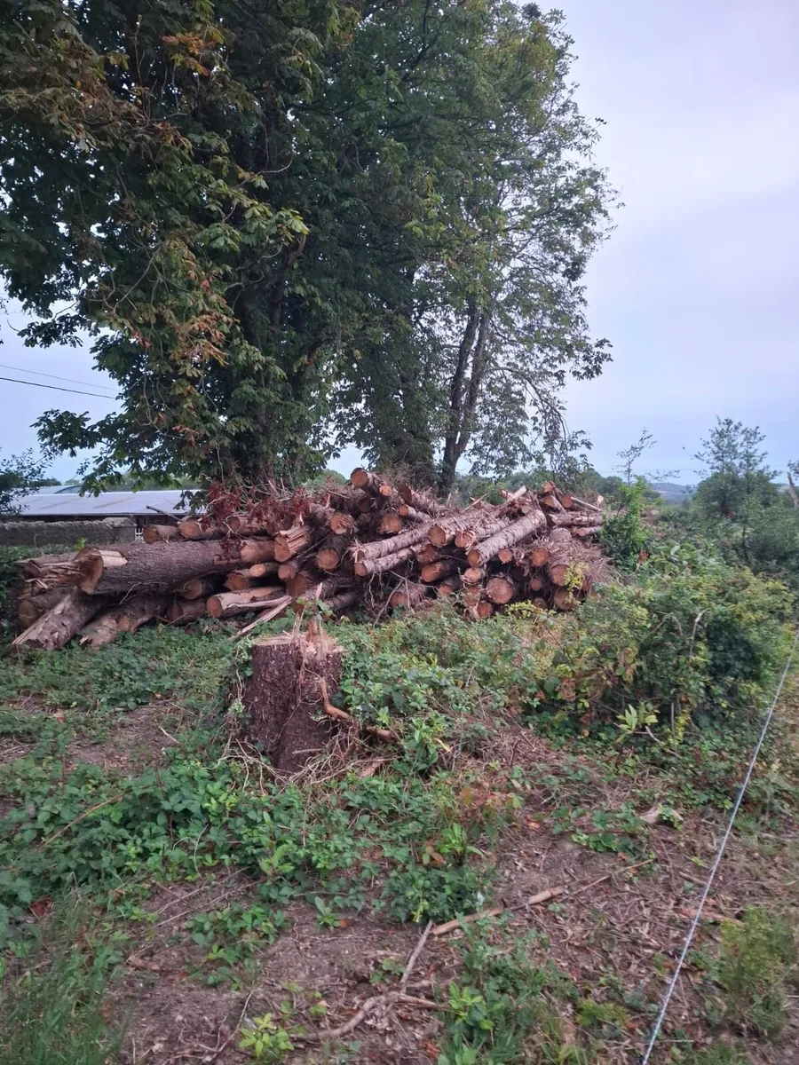 Timber spruce firewood - Image 2