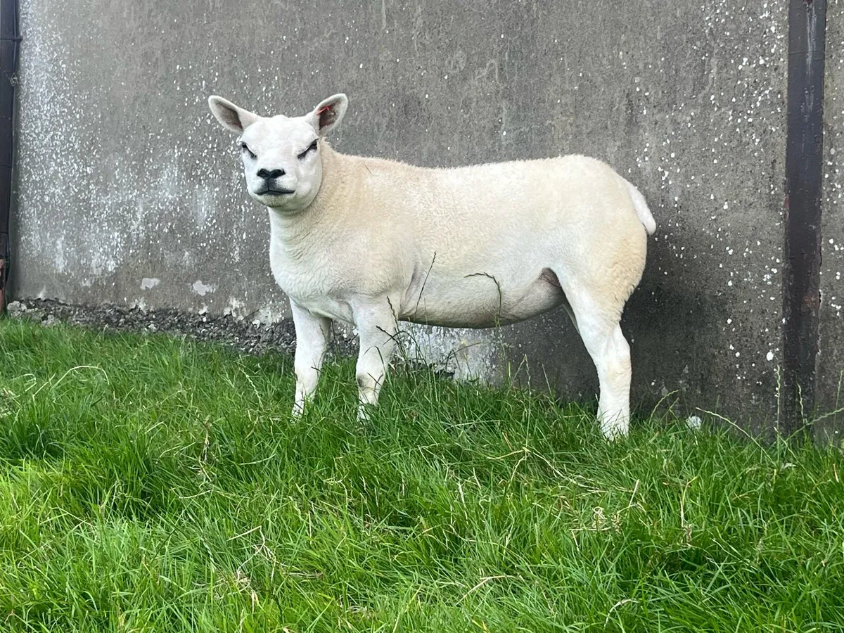 Four Pedigree Texel Gimmers - Image 4