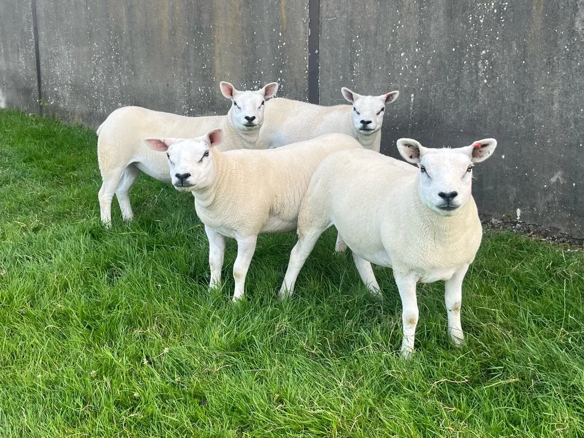 Four Pedigree Texel Gimmers - Image 2