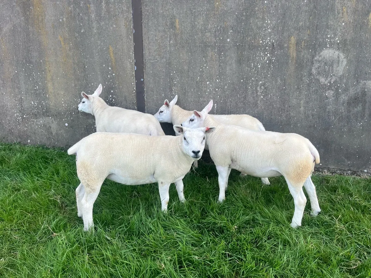 Four Pedigree Texel Gimmers - Image 3