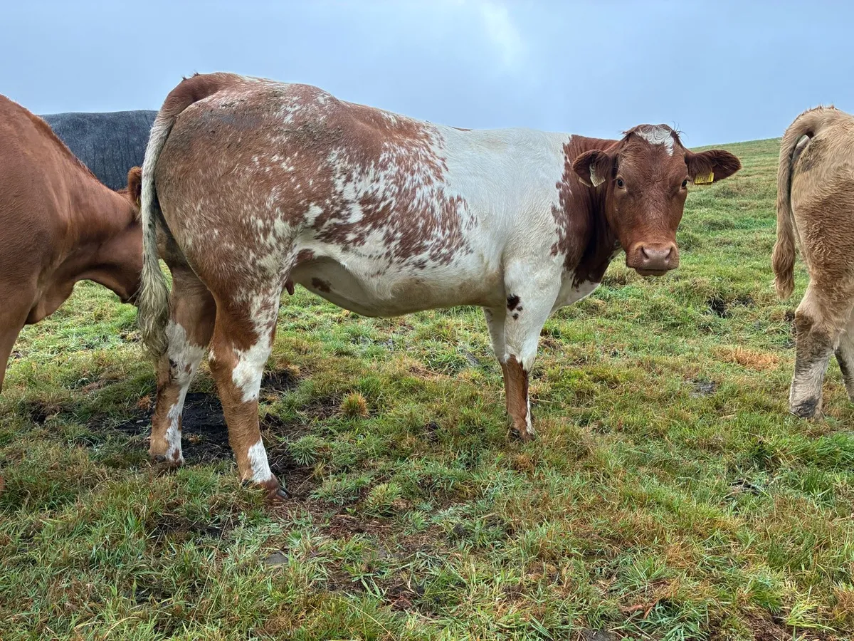 DU LAC Bred Springer Heifer - Image 1