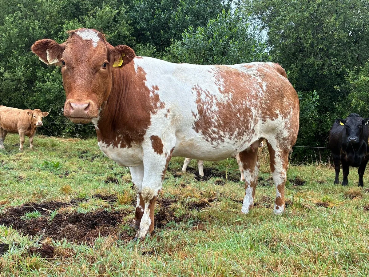 DU LAC Bred Springer Heifer - Image 2