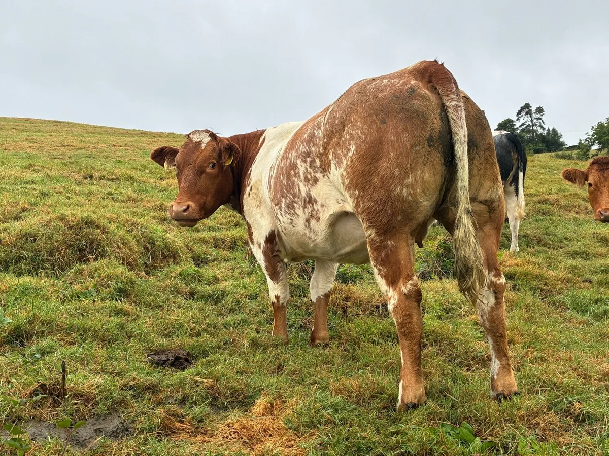 DU LAC Bred Springer Heifer - Image 3