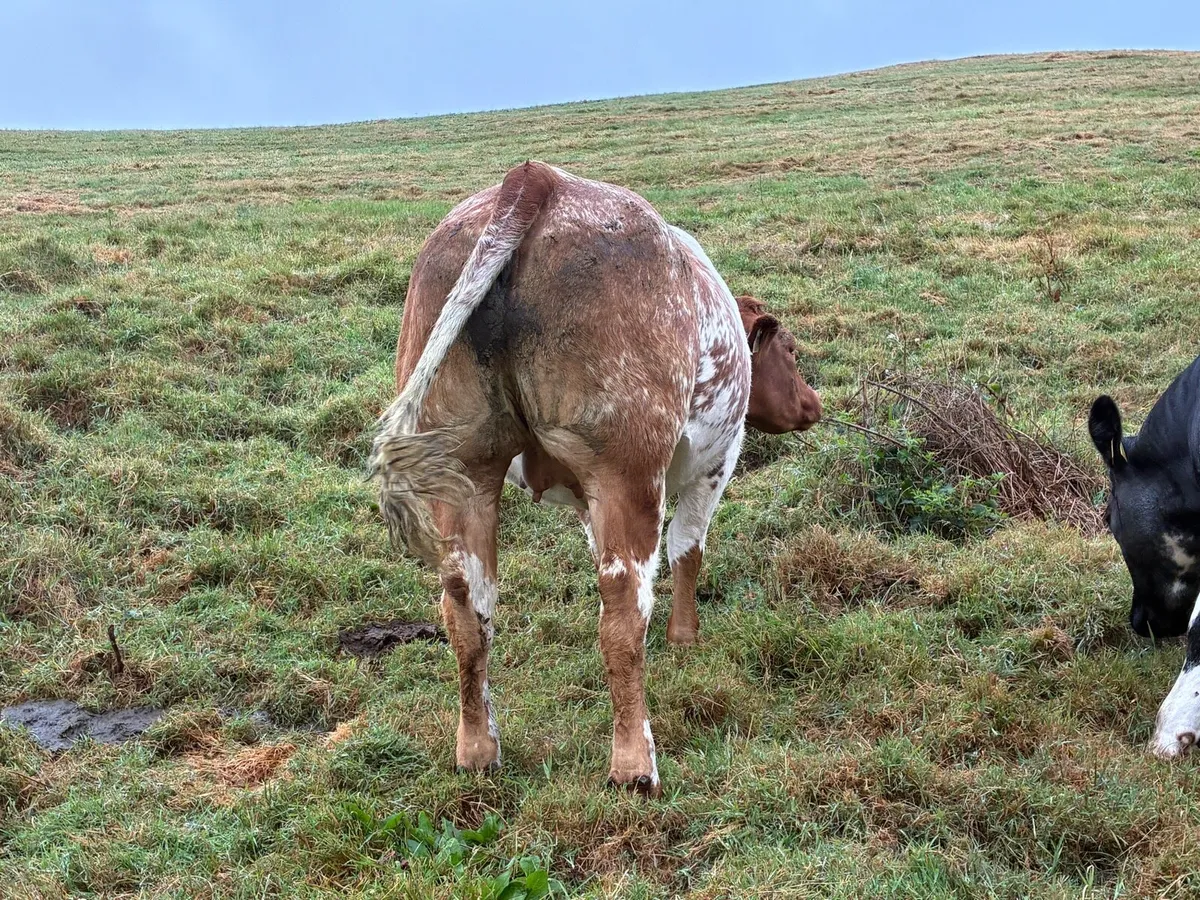 DU LAC Bred Springer Heifer - Image 4