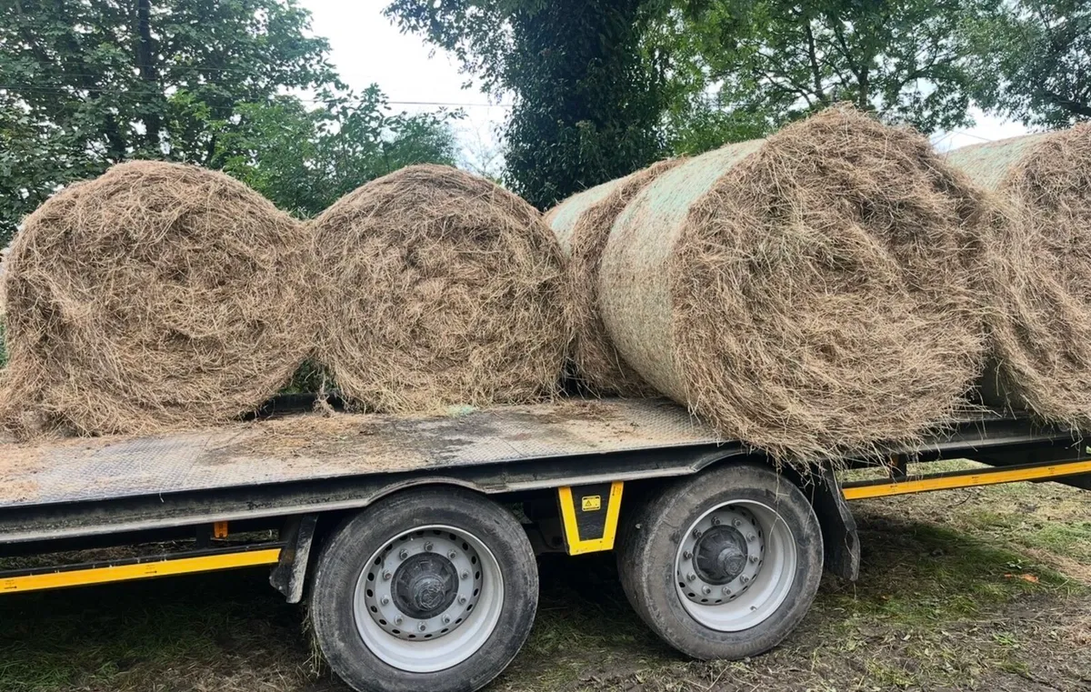 Hay