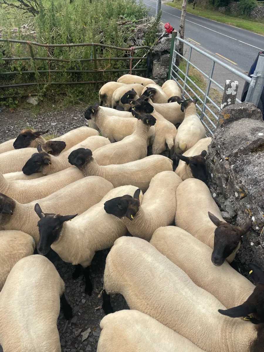 Hoggets - Image 4