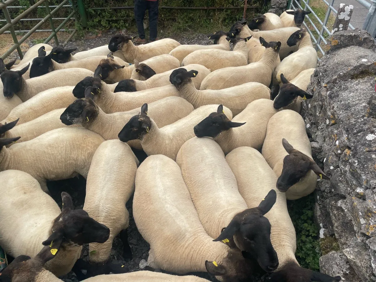 Hoggets - Image 1