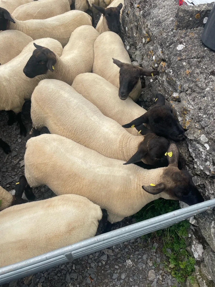 Hoggets - Image 2