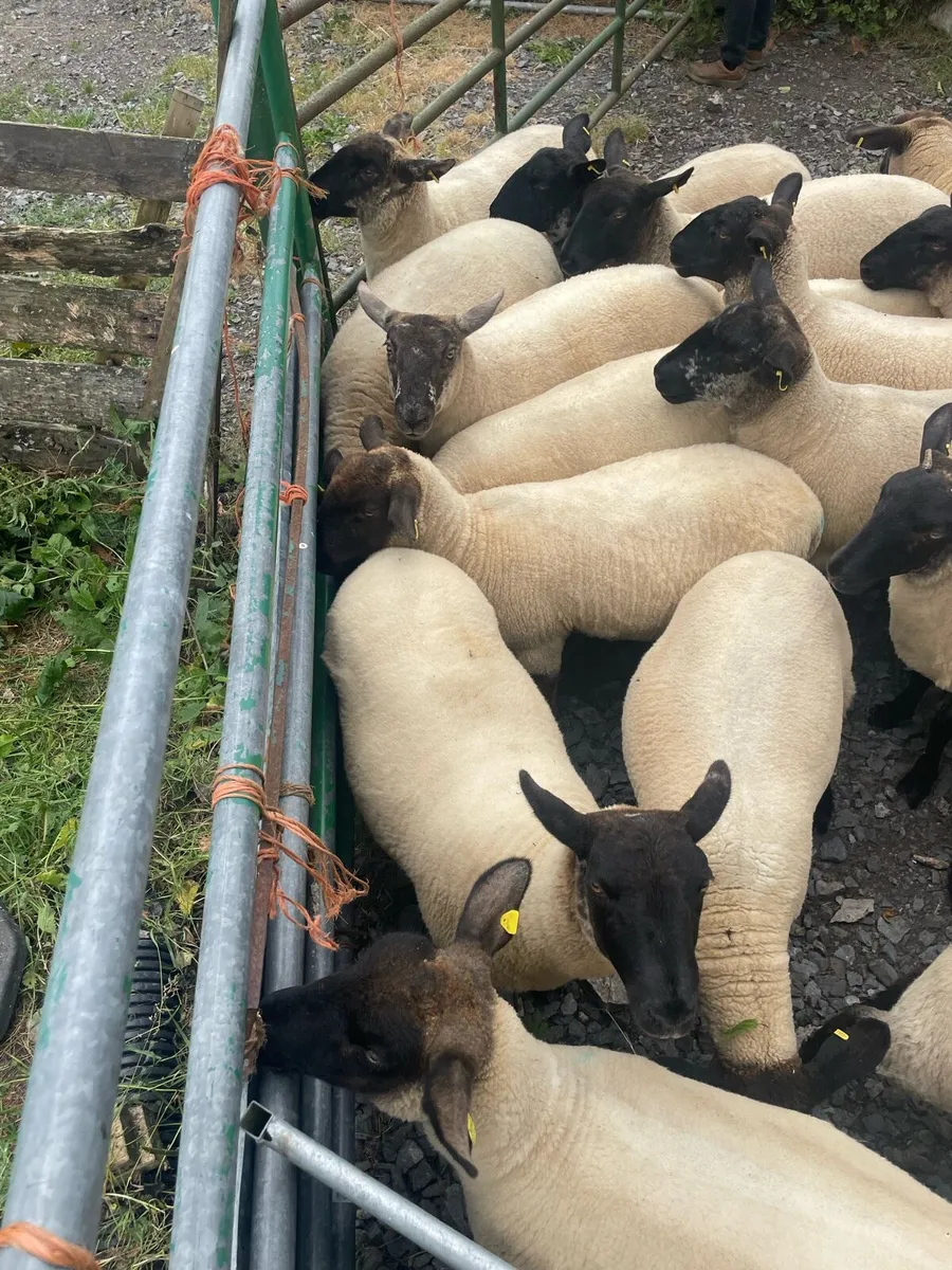 Hoggets - Image 3