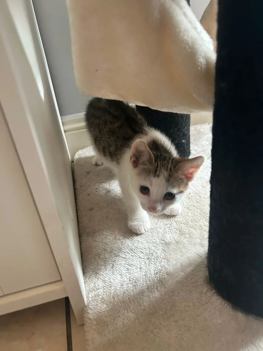Kitten - Image 2