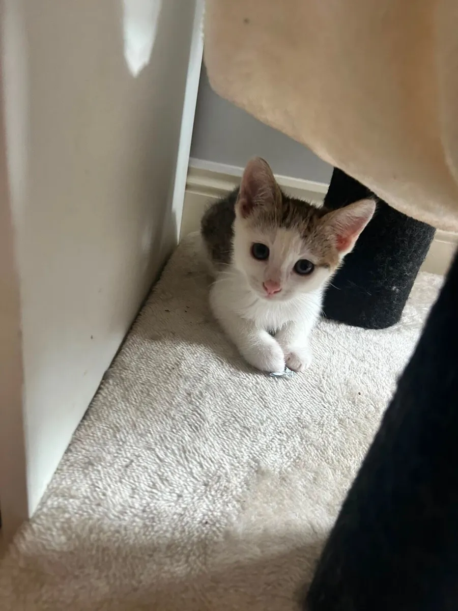 Kitten - Image 3