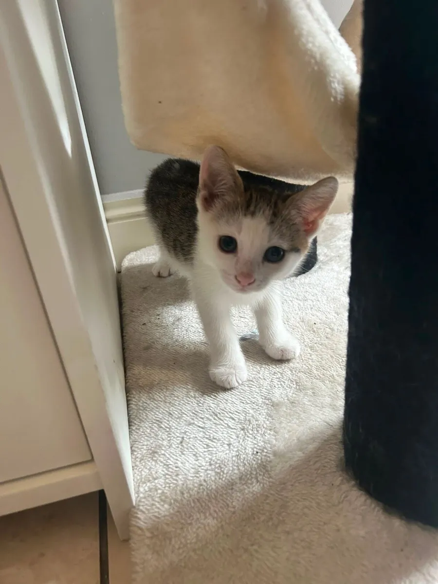 Kitten - Image 1