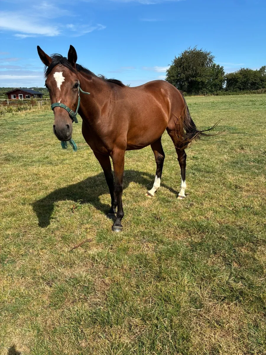 Thoroughbred 2yo fillies - Image 1