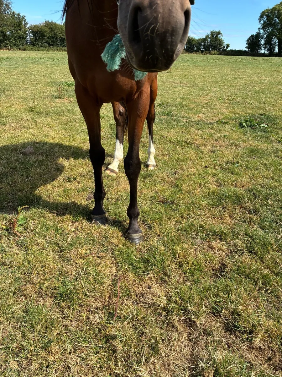 Thoroughbred 2yo fillies - Image 3