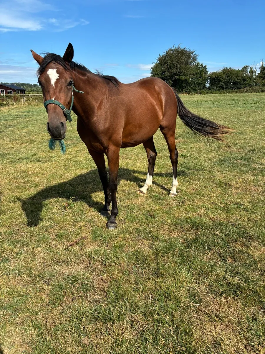 Thoroughbred 2yo fillies - Image 4
