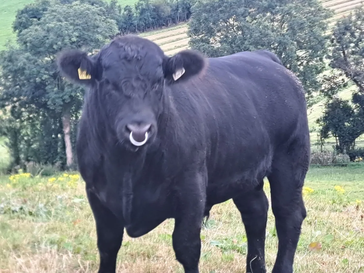 Bull - Image 1