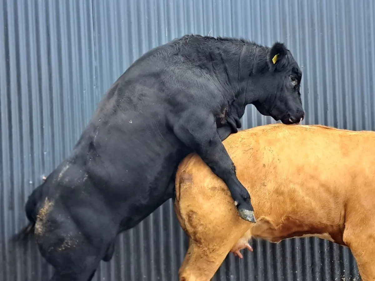 Bull - Image 2
