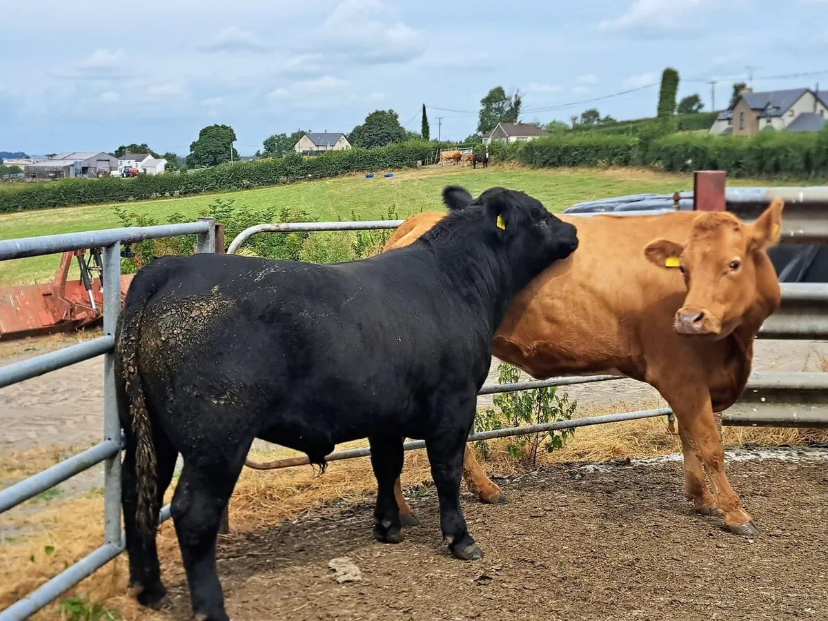 Bull - Image 4