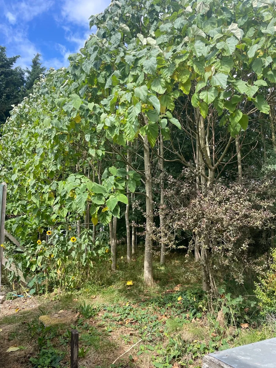 Paulownia Trees - Image 3