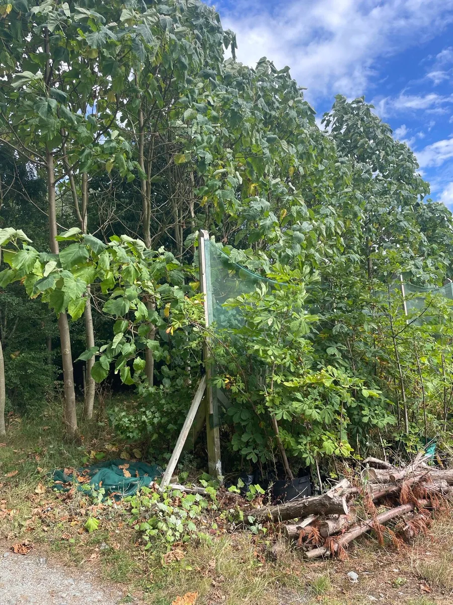 Paulownia Trees - Image 4