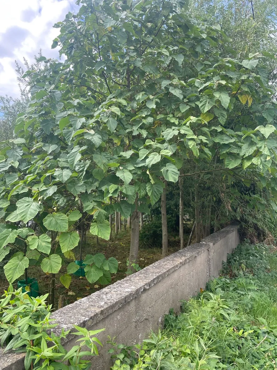 Paulownia Trees - Image 1