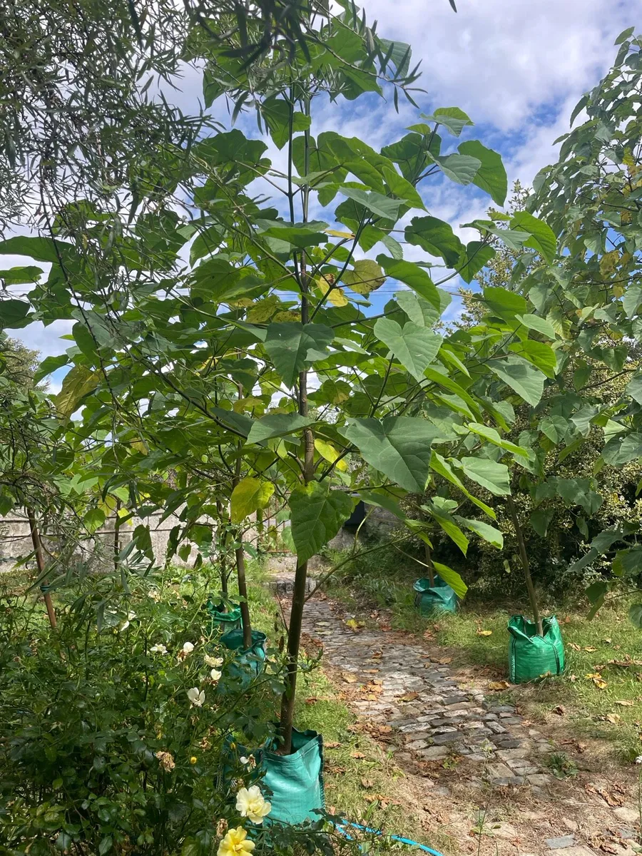 Paulownia Trees - Image 2