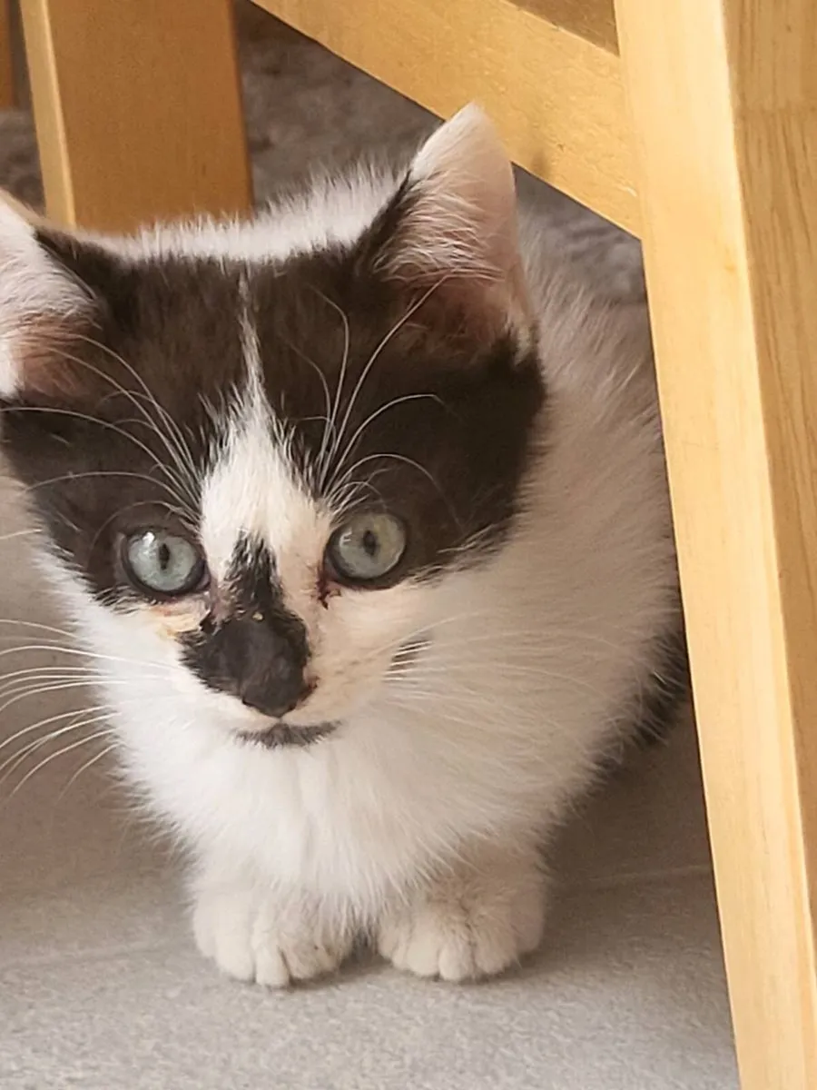 Kittens - Image 1