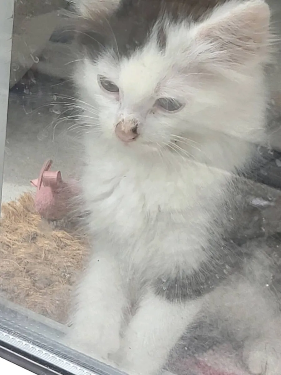 Kittens - Image 2
