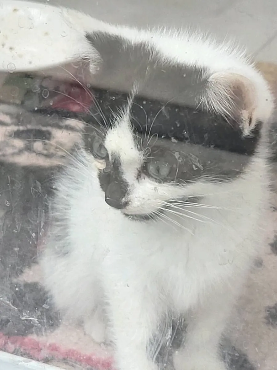 Kittens - Image 3