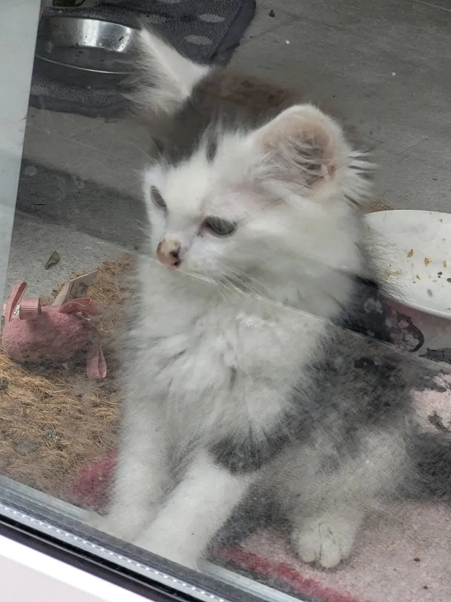Kittens - Image 4