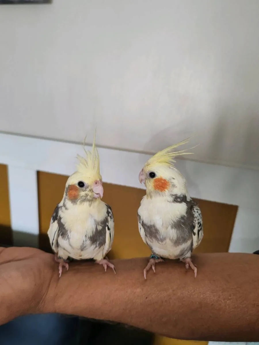 Two Baby hand reared cockatiels - Image 1