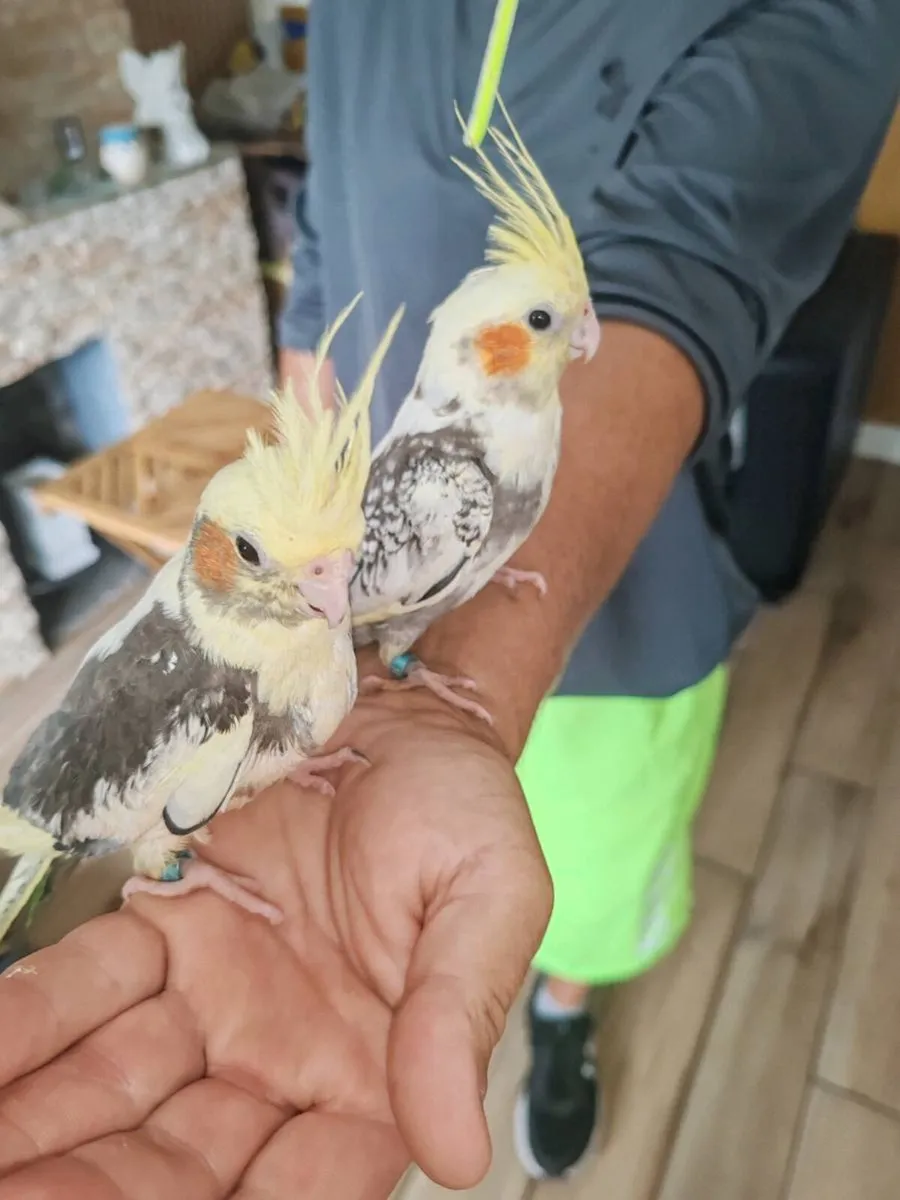 Two Baby hand reared cockatiels - Image 2