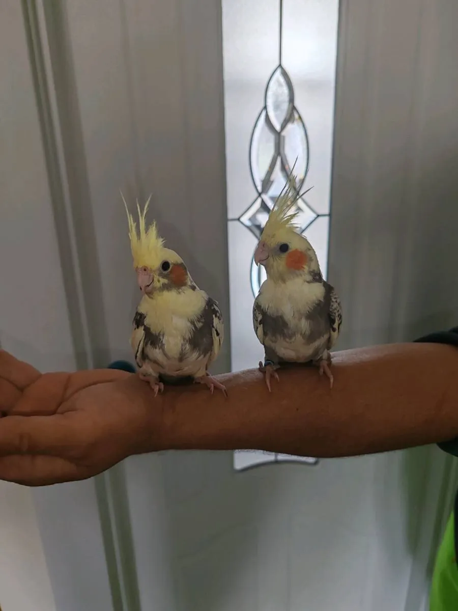 Two Baby hand reared cockatiels - Image 3