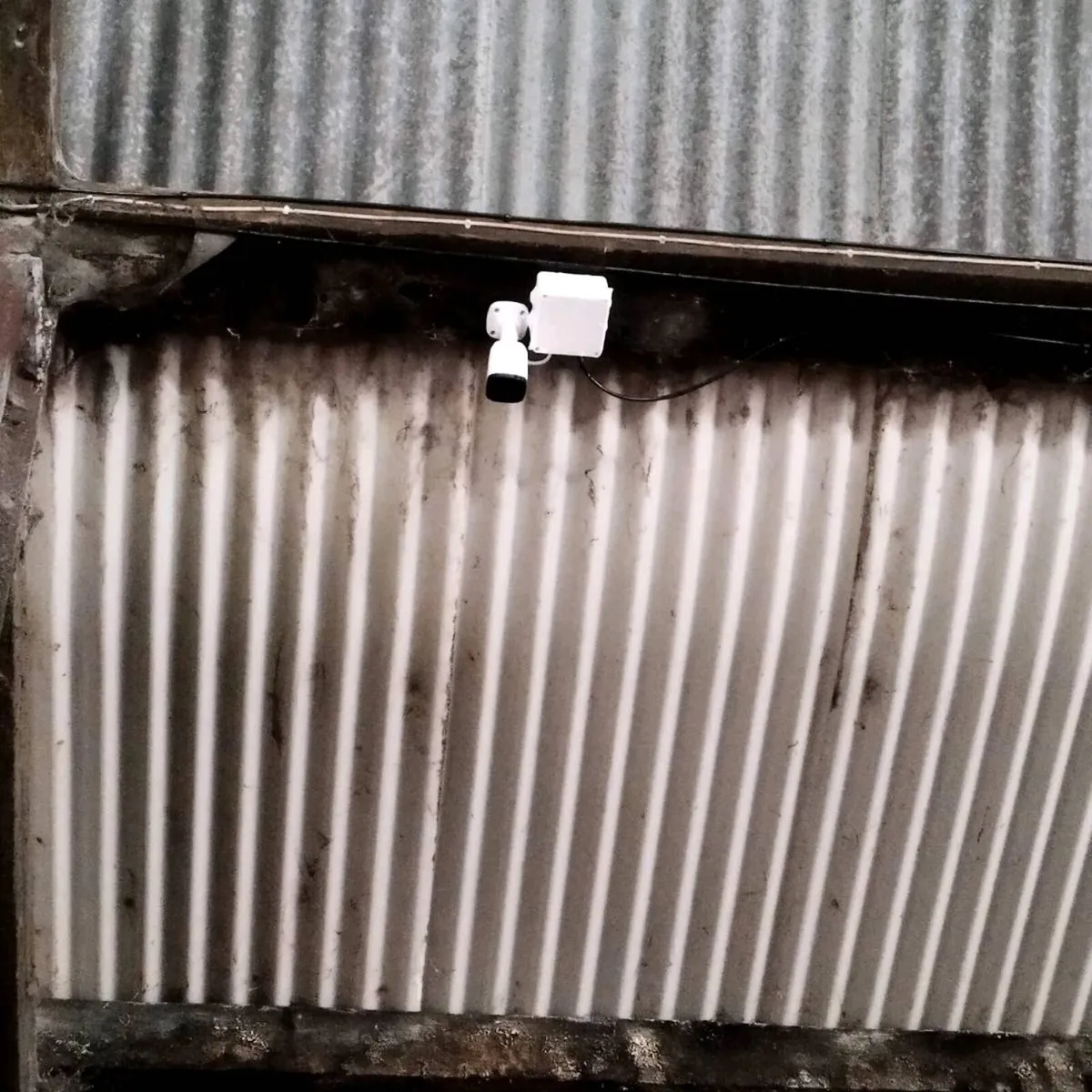 Calving cameras - Image 3