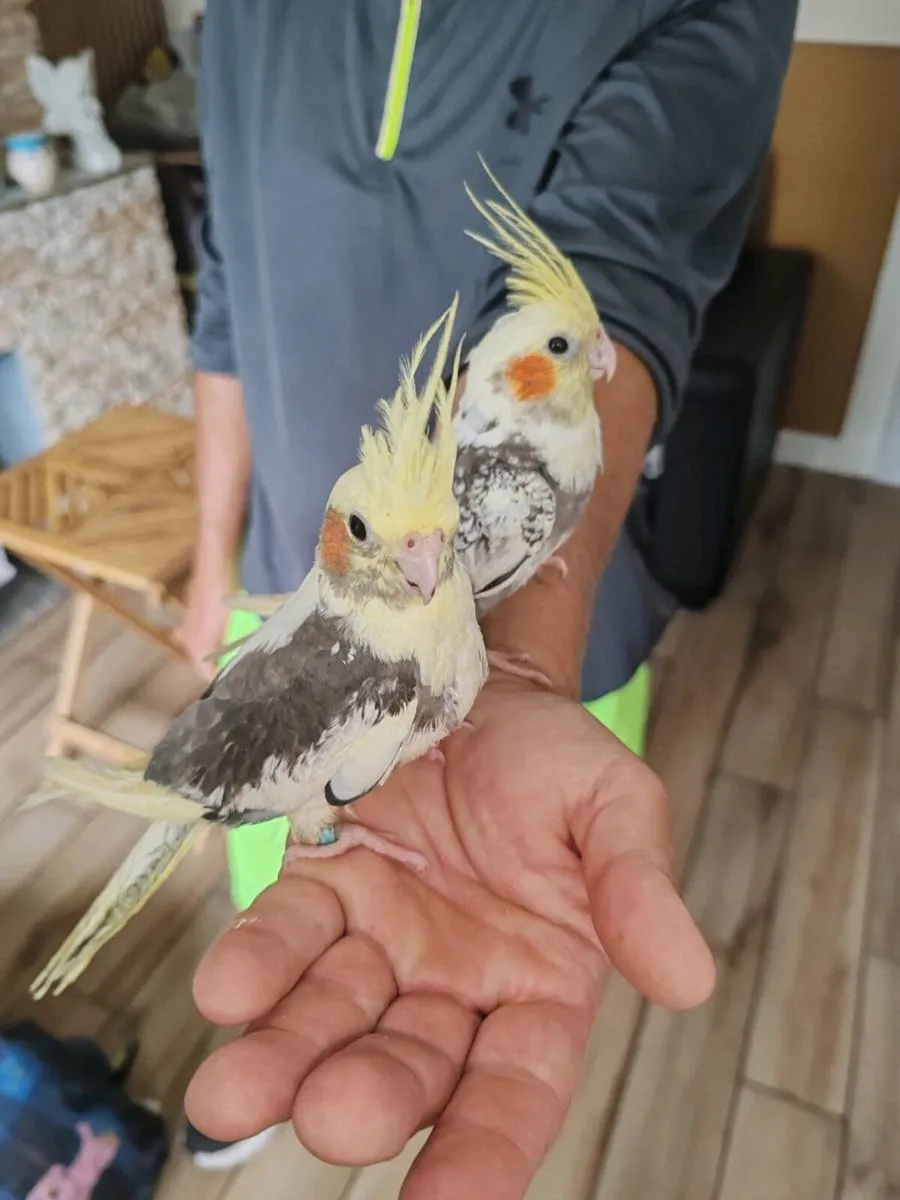 Two Baby hand reared cockatiels - Image 4