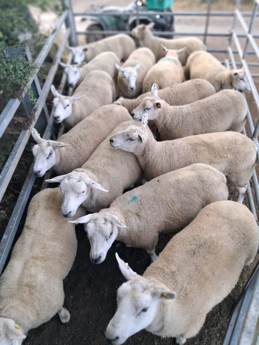 Breeding  Hoggets - Image 1