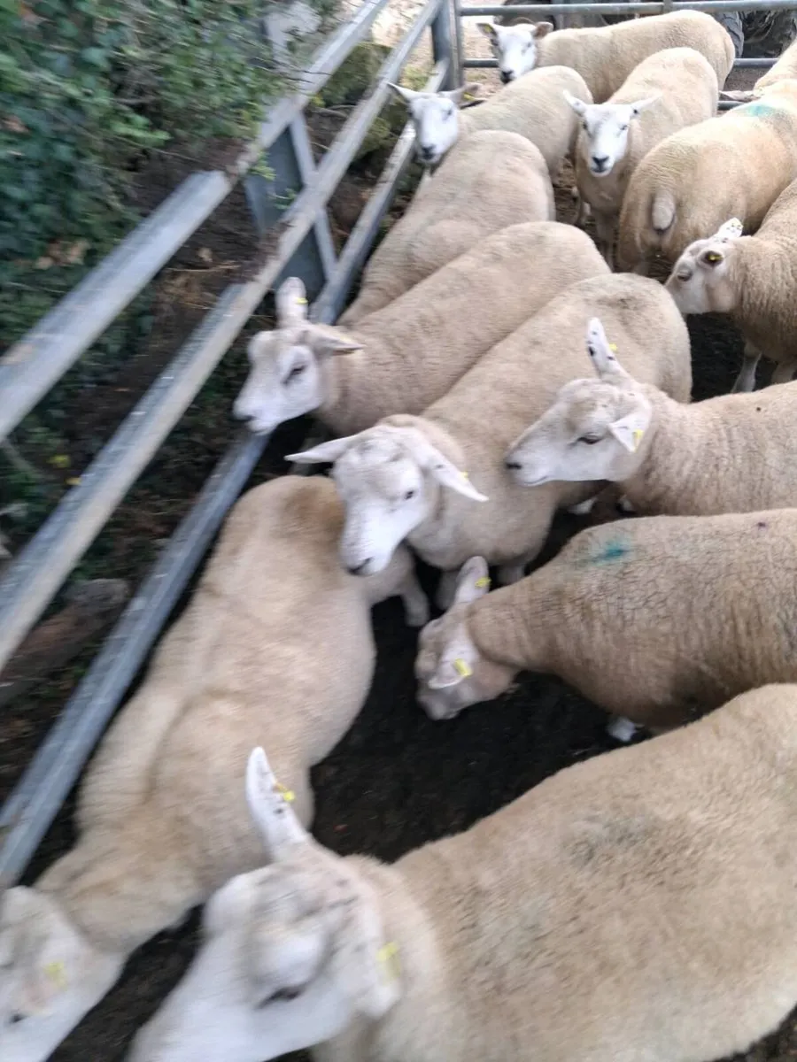 Breeding  Hoggets - Image 2
