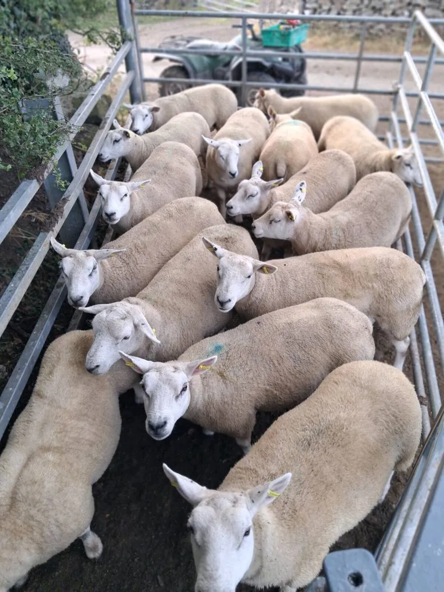 Breeding  Hoggets - Image 3