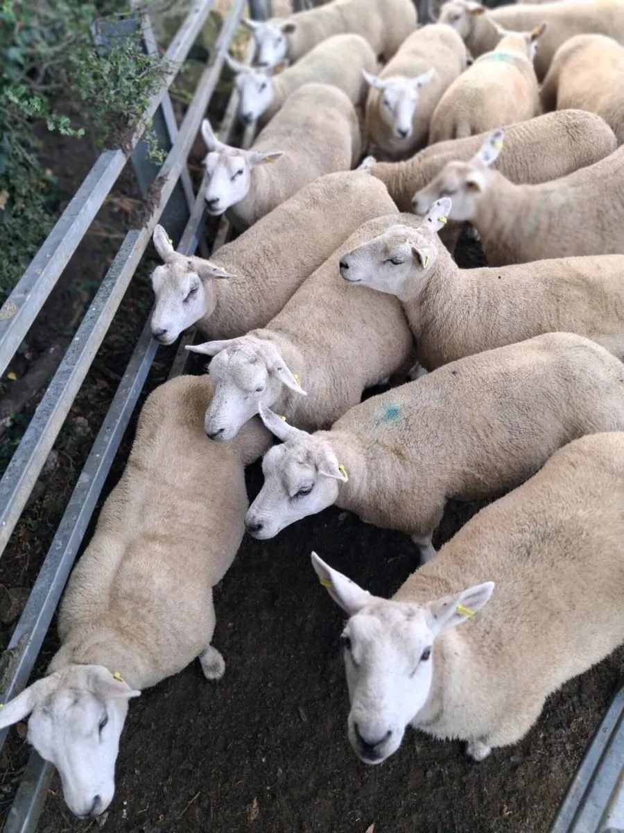 Breeding  Hoggets - Image 4