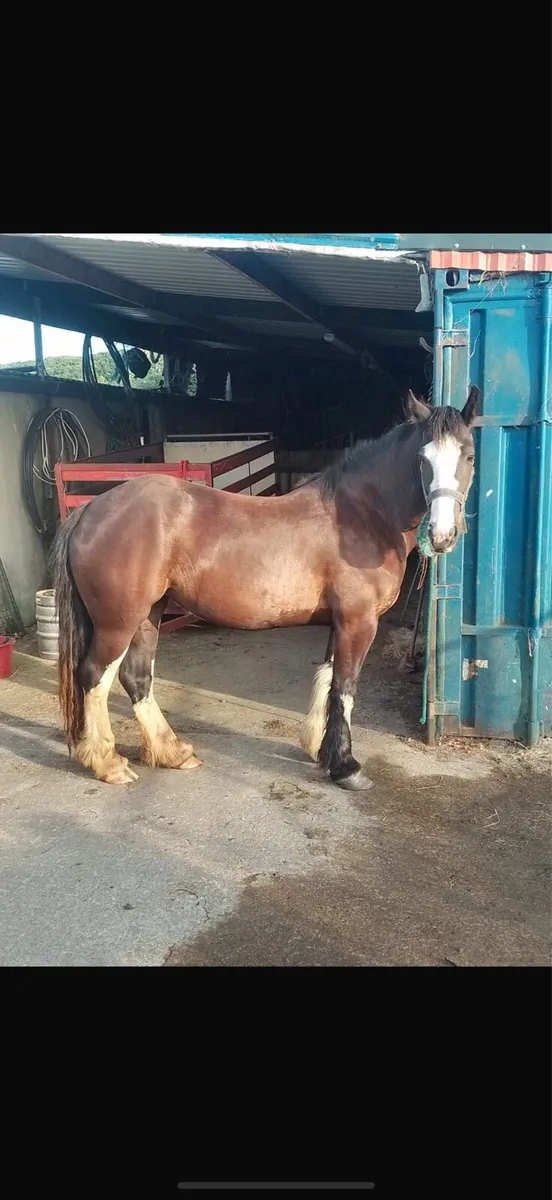 3 year old cob mare - Image 1