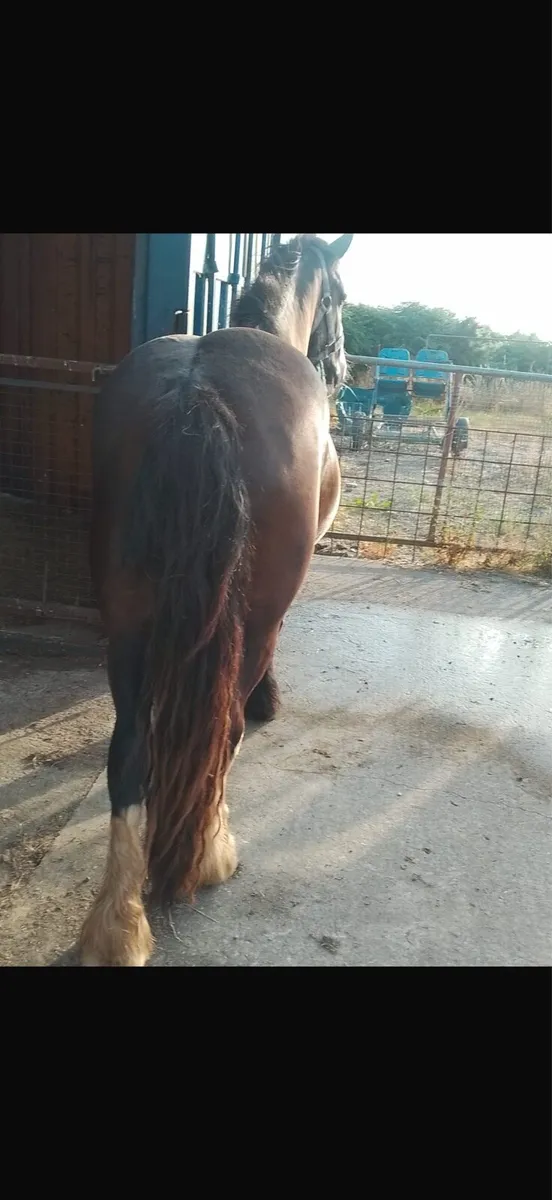 3 year old cob mare - Image 2