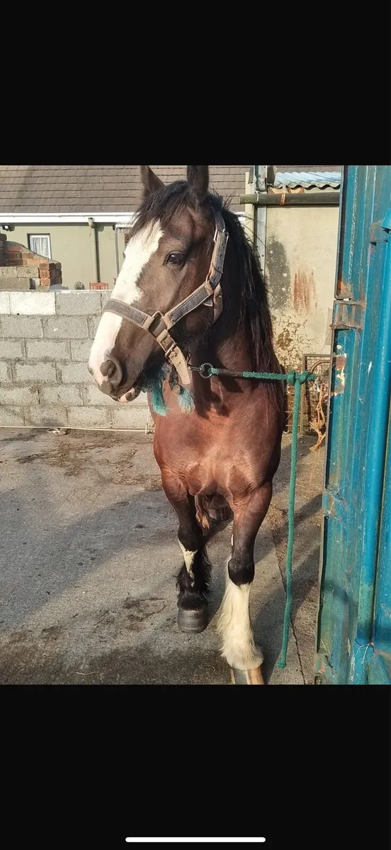 3 year old cob mare - Image 3